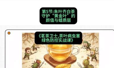 第05节：朱叶齐白茶&mdash;&mdash;守护&ldquo;黄金叶&rdquo;的颜值与蜡质层（重点），课程：《茗茶卫士&mdash;&mdash;茶叶病虫害绿色防控实战课》#识农AI