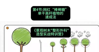 第04节：网红&ldquo;棒棒糖&rdquo;&mdash;&mdash;单干高杆植物的速成法，课程：《景观树木&ldquo;整形外科&rdquo;造型实战特训营》#识农AI