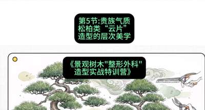 第05节：贵族气质&mdash;&mdash;松柏类&ldquo;云片&rdquo;造型的层次美学，课程：《景观树木&ldquo;整形外科&rdquo;造型实战特训营》#识农AI