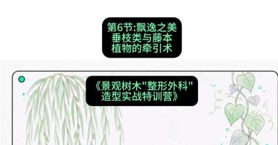 第06节：飘逸之美&mdash;&mdash;垂枝类与藤本植物的牵引术，课程：《景观树木&ldquo;整形外科&rdquo;造型实战特训营》#识农AI
