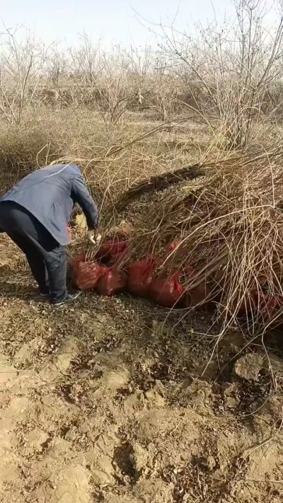 出售药用连翘苗，科研五号优质种苗，2/5年苗，药用连翘树，挂果树，全国包邮到家！财富密码18534302961出售药用连翘苗，科研五号优质种苗，2/5年苗，药用连翘树，挂果树，全国包邮到家！财富密码1