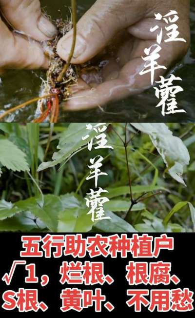 177，1907，0725，V 同号
1  老乡们！种淫羊藿不用乱买肥，咱这款专用肥，针对淫羊藿习性配的，壮苗防烂根，采收多卖钱，用过都回头！
2  咱种淫羊藿图的就是省心高产！专用肥薄肥勤施，苗不烧