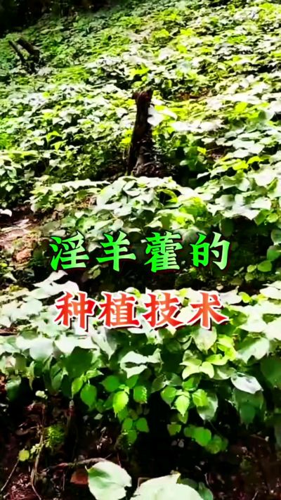揭秘&ldquo;仙草&rdquo;淫羊藿的种植密码！耐严寒耐贫瘠，林下套种不占耕地，管理简单还能套种其他作物，一亩地的投入两亩地的收益～ 想返乡创业的赶紧码住！ #淫羊藿种植技术 #返乡创业项目 #药材种植指南 #农业新风