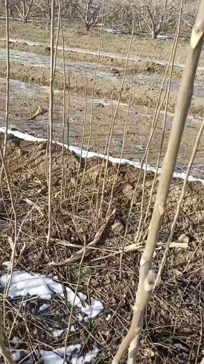 臭椿苗，一年苗，需要联系我，全国包邮到家。18534302961