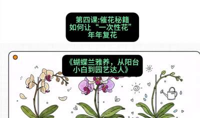 第四节：催花秘籍：如何让&ldquo;一次性花&rdquo;年年复花，课程：《蝴蝶兰雅养六讲：从阳台小白到园艺达人》#识农AI