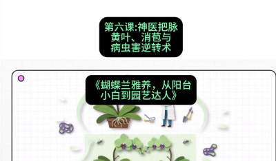 第六节：神医把脉：黄叶、消苞与病虫害逆转术，课程：《蝴蝶兰雅养六讲：从阳台小白到园艺达人》#识农AI