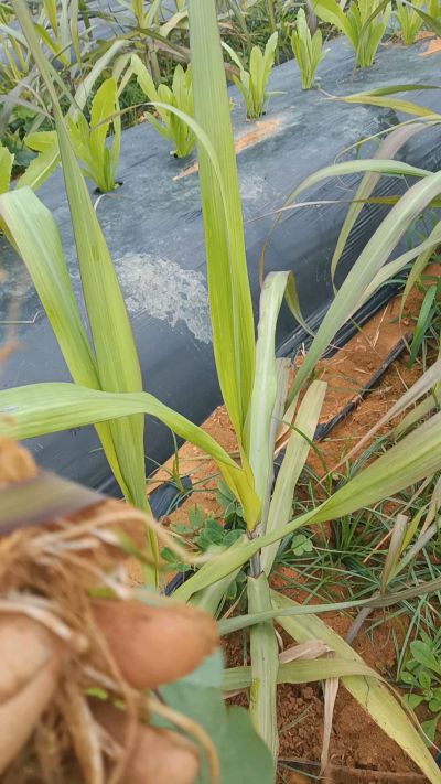 黑甘蔗种植下去，三个月。第一次追肥，