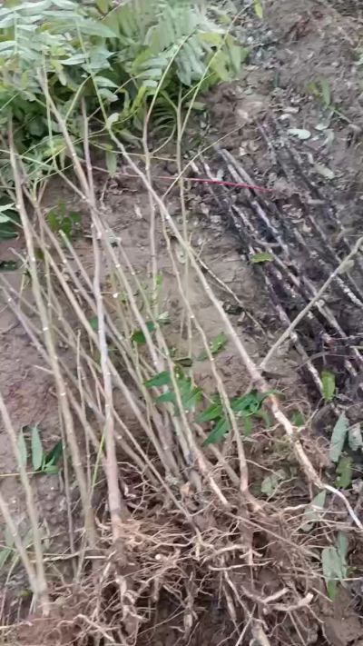 出售臭椿苗，巨峰葡萄苗。药用连翘苗，科研五号优质种苗，2/5年苗，药用连翘树，挂果树，全国包邮到家！财富密码18534302961