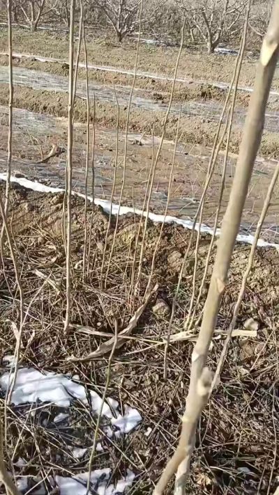 出售臭椿苗，巨峰葡萄苗。药用连翘苗，科研五号优质种苗，2/5年苗，药用连翘树，挂果树，全国包邮到家！财富密码18534302961