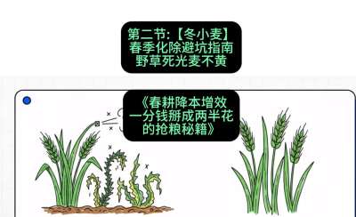 第二节：【冬小麦】春季化除避坑指南，野草死光麦不黄