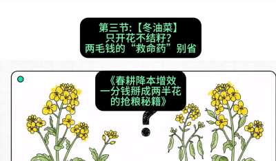 第三节：【冬油菜】只开花不结籽？两毛钱的&ldquo;救命药&rdquo;别省