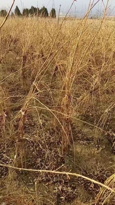 出售药用连翘苗，科研五号优质种苗，2/5年苗，药用连翘树，挂果树，全国包邮到家！财富密码18534302961出售药用连翘苗，科研五号优质种苗，2/5年苗，药用连翘树，挂果树，全国包邮到家！财富密码1