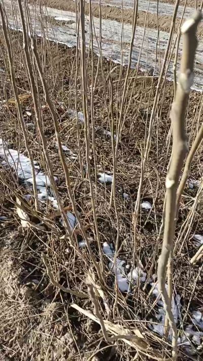 出售臭椿苗，巨峰葡萄苗。药用连翘苗，科研五号优质种苗，2/5年苗，药用连翘树，挂果树，全国包邮到家！财富密码18534302961