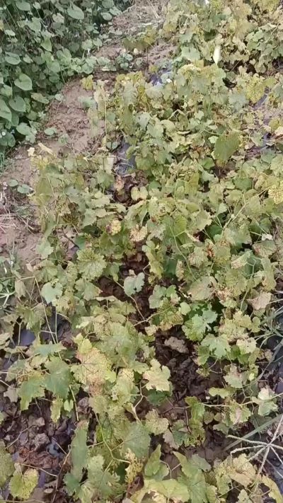 出售巨峰葡萄苗。药用连翘苗，科研五号优质种苗，2/5年苗，药用连翘树，挂果树，全国包邮到家！财富密码18534302961