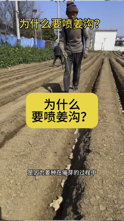 为什么要喷姜沟？