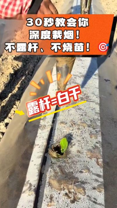 这个栽法太关键了！深栽是烤烟成活的根本，亲测有效！