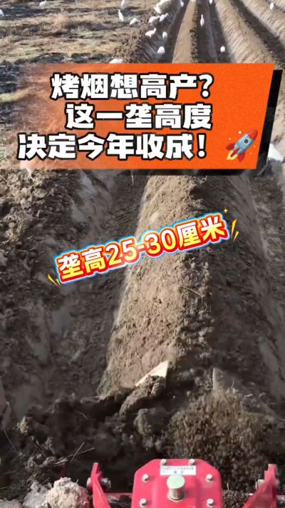 想让烤烟高产，就得从细节抓起。分享一点实打实的干货，只为帮大家少走弯路，种出好烟叶！🌱👍