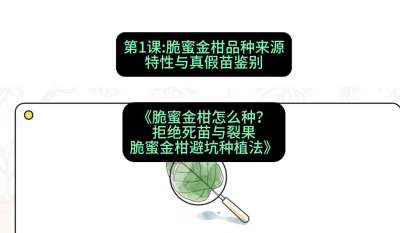 第1节：脆蜜金柑品种来源、特性与真假苗鉴别，课程：《脆蜜金柑怎么种？拒绝死苗与裂果，脆蜜金柑8步避坑种植法》#识农AI