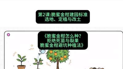 第2节：脆蜜金柑建园标准：选地、定植与改土，课程：《脆蜜金柑怎么种？拒绝死苗与裂果，脆蜜金柑8步避坑种植法》#识农AI