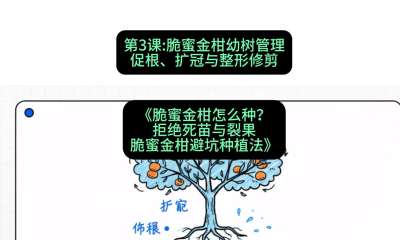 第3节：脆蜜金柑幼树管理：促根、扩冠与整形修剪，课程：《脆蜜金柑怎么种？拒绝死苗与裂果，脆蜜金柑8步避坑种植法》#识农AI