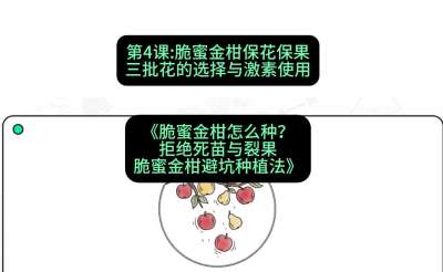 第4节：脆蜜金柑保花保果：三批花的选择与激素使用，课程：《脆蜜金柑怎么种？拒绝死苗与裂果，脆蜜金柑8步避坑种植法》#识农AI