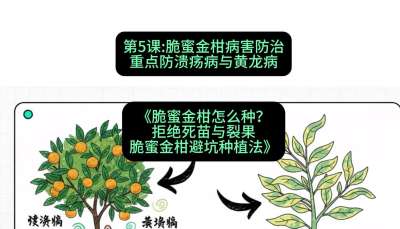 第5节：脆蜜金柑病害防治：重点防溃疡病与黄龙病，课程：《脆蜜金柑怎么种？拒绝死苗与裂果，脆蜜金柑8步避坑种植法》#识农AI