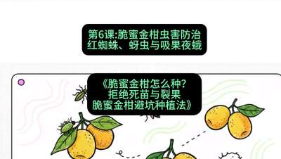 第6节：脆蜜金柑虫害防治：红蜘蛛、蚜虫与吸果夜蛾，课程：《脆蜜金柑怎么种？拒绝死苗与裂果，脆蜜金柑8步避坑种植法》#识农AI
