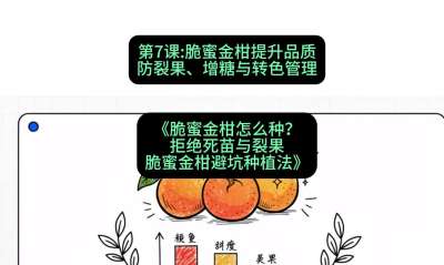第7节：脆蜜金柑提升品质：防裂果、增糖与转色管理，课程：《脆蜜金柑怎么种？拒绝死苗与裂果，脆蜜金柑8步避坑种植法》#识农AI