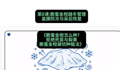 第8节：脆蜜金柑越冬管理：盖膜防冻与采后恢复，课程：《脆蜜金柑怎么种？拒绝死苗与裂果，脆蜜金柑8步避坑种植法》#识农AI