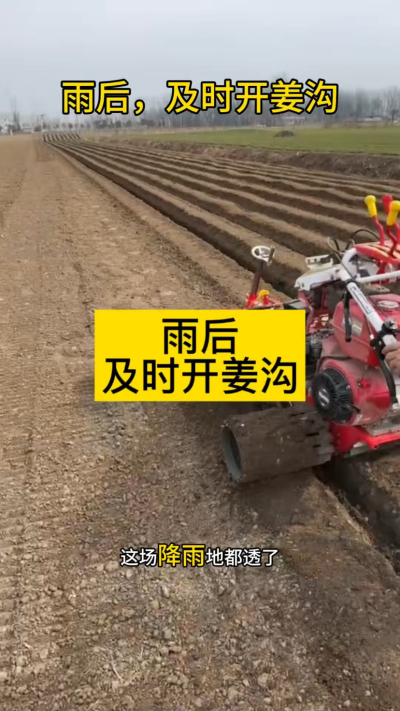 雨后，及时开姜沟！