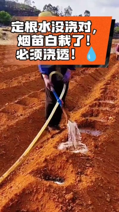 烤烟移栽定根水这么浇，烟苗稳活不僵苗！水里加点它，缓苗快、长势壮，种烟新手必看！