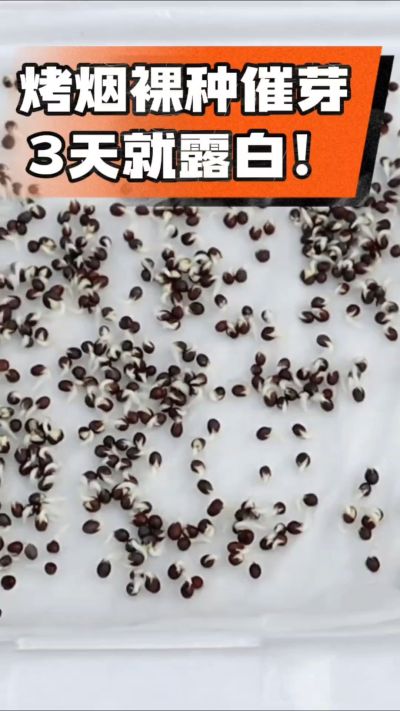 烤烟裸种催芽小技巧，清水浸泡、保温保湿，3天就能露白，出苗快又齐！烟农朋友收藏备用～