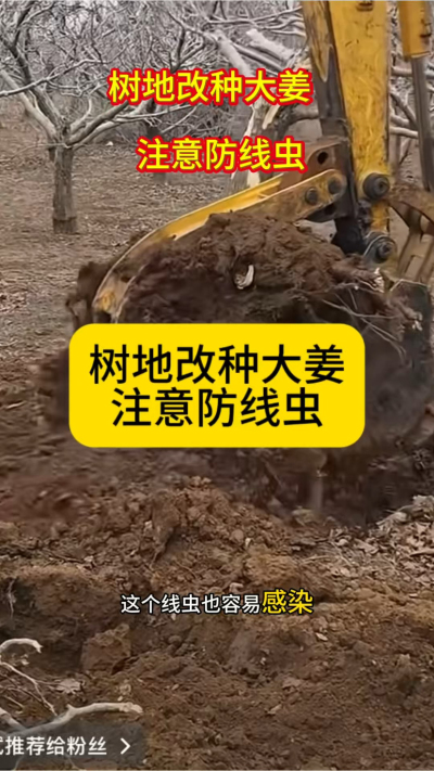 树地改种大姜，注意防线虫！