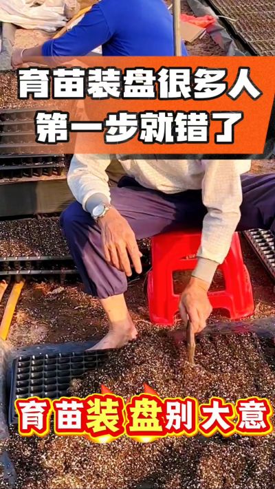 烤烟育苗基质装盘，一步做对，出苗整齐又壮苗！装盘技巧记牢，少走弯路，育苗更省心