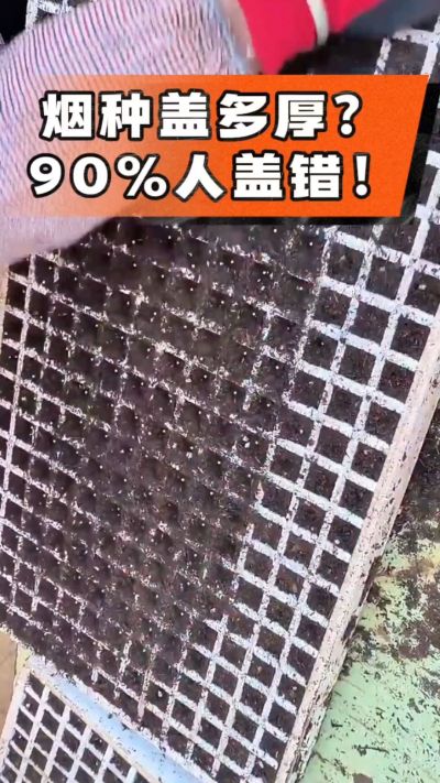 烟种盖多厚？90%烟农都盖错！薄盖才出苗齐、不闷种，烤烟育苗关键一步，照着做就对了