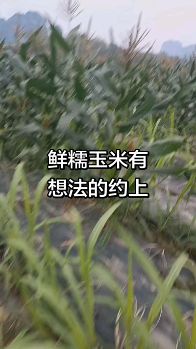 农户种植的白糯玉米大量上市，助农帮农在行动