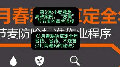 第3节：小麦救急高难案例，&ldquo;恶霸&rdquo;节节麦的最后通牒，课程：《3月春耕除草定全年：省钱、省药、不烧苗、少打两遍药的秘密》