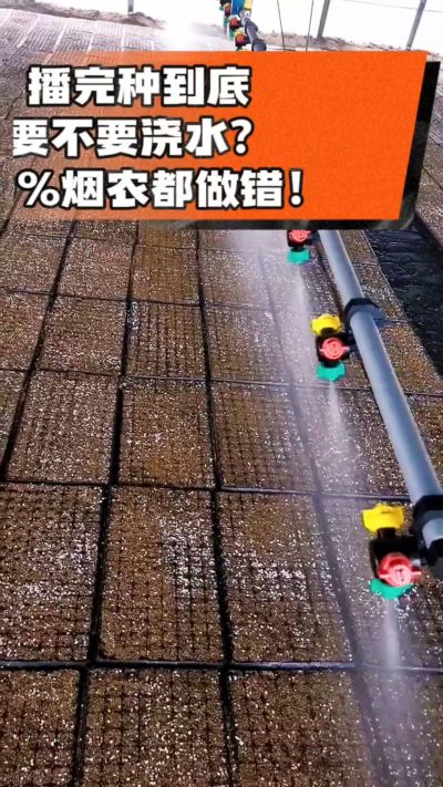 烤烟播完种一定要浇透底水，喷雾慢浇、别大水冲，盘底漏水才算到位，出苗又齐又壮！#烤烟育苗 #烤烟种植 #烟农干货 #育苗技术