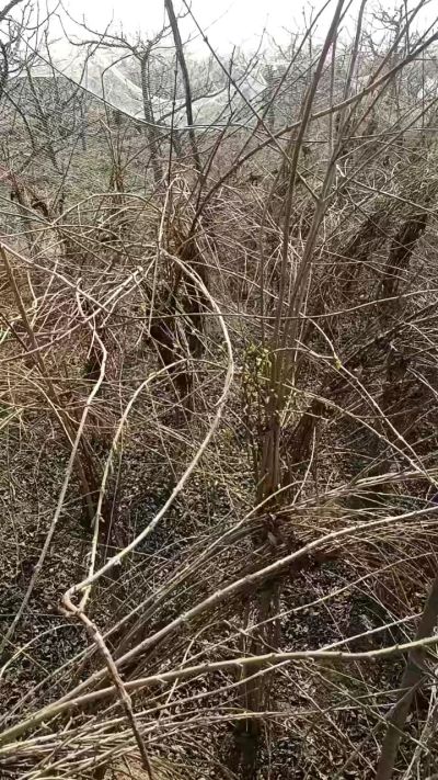 出售药用连翘苗，科研五号优质种苗，2/5年苗，药用连翘树，挂果树，全国包邮到家！财富密码18534302961