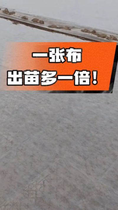 烤烟育苗盖无纺布，保温保湿出苗齐，不烂种、出苗快，烟农必备小技巧！