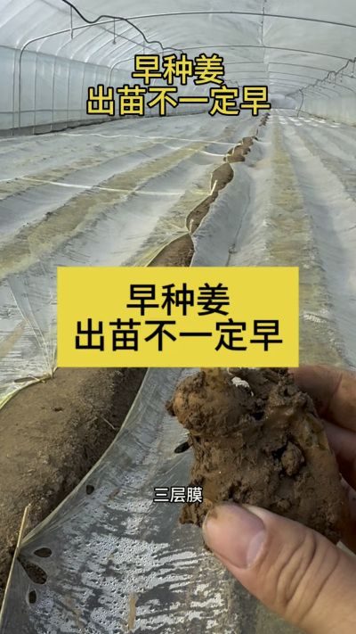 早种姜，出苗不一定早！