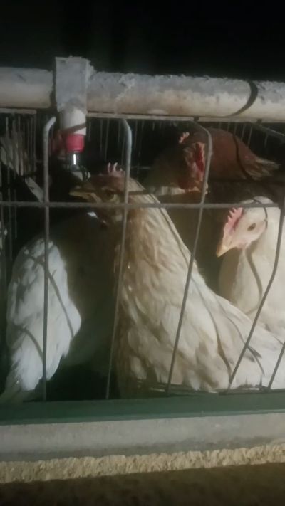 这鸡群在怪叫，怪叫的原因是痰化黏着，形成的比呼噜更重的一种呼吸道。其病因为肺中有热，热灼而痰黏，从而引起的怪叫。