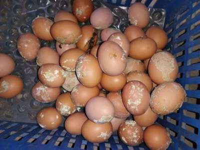 蛋禽出现肠炎拉稀，粪蛋偏多的原因