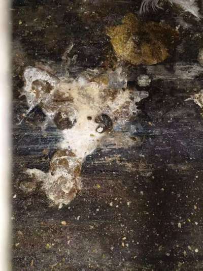 蛋鸡拉白稀的问题