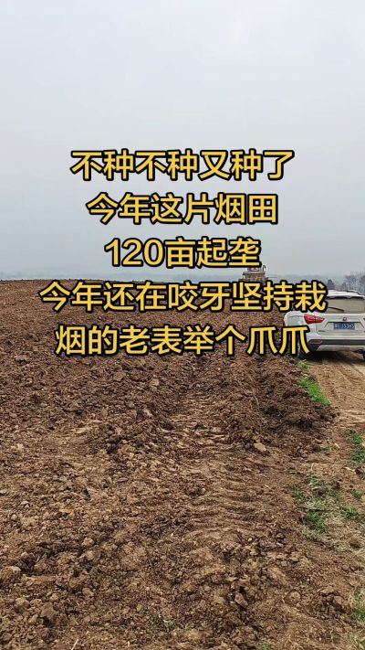 不种不种又种啦，还在咬牙坚持栽烟的老表集合啦！