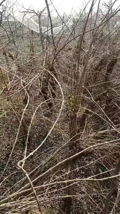 药用连翘苗，科研种苗定制树。挂果树。需要联系18534302961