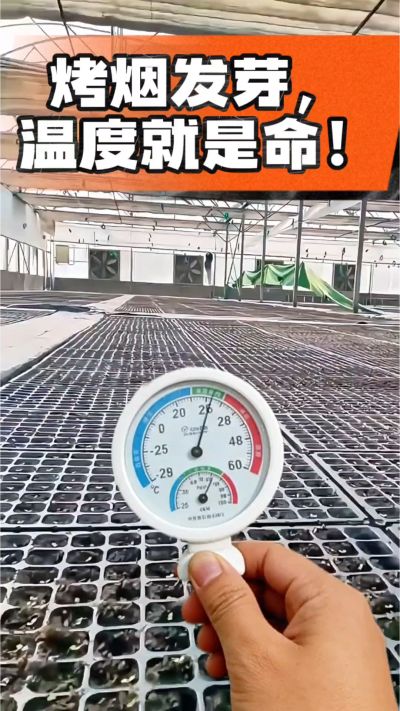 老烟农都懂：发芽温度不对，后期再管都白费！