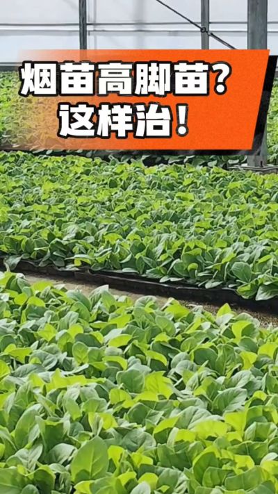烤烟齐苗期管理关键：精准控温，防高脚苗，培育壮苗好上手！