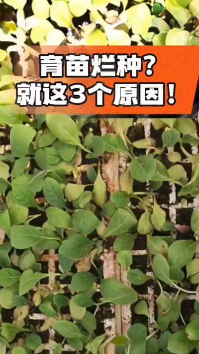 烤烟育苗烂种？3个原因讲清楚！消毒、控水、控温，做到就苗齐苗壮🔥
#烤烟育苗 #烤烟种植 #烂种防治 #烟农
