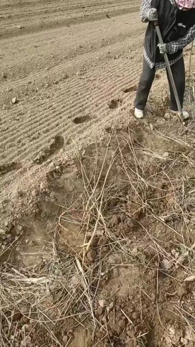 出售臭椿苗，巨峰葡萄苗。药用连翘苗，科研五号优质种苗，2/5年苗，药用连翘树，挂果树，全国包邮到家！财富密码18534302961